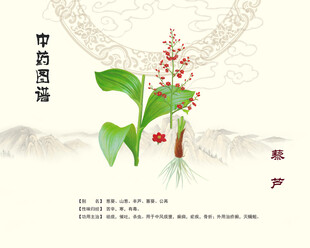 中药藜芦展示