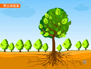 园林带土球起苗