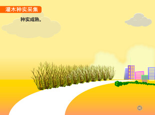 灌木种子采集