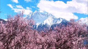 西藏林芝