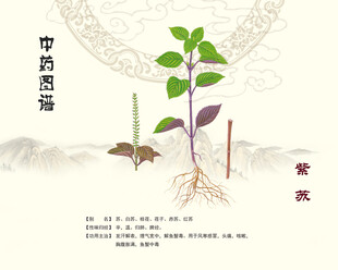 紫苏中草药植株