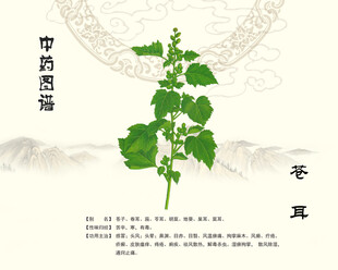 苍耳植物展示图