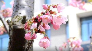樱花实拍视频