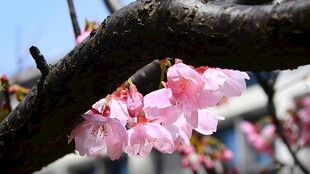 樱花视频
