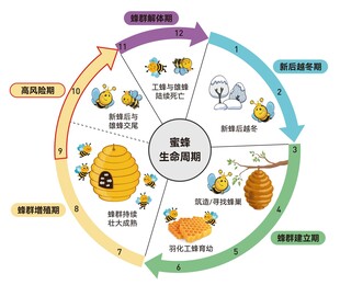 蜜蜂生命周期循环图