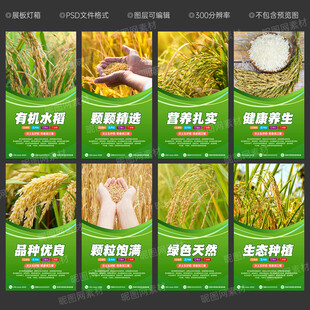 水稻