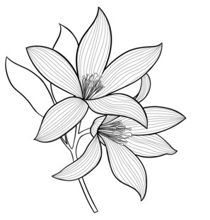 手绘花卉线条图 矢量图