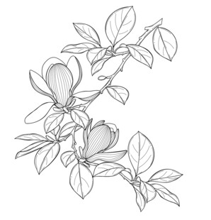 玉兰花枝线描图 矢量图