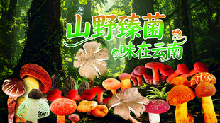 野生菌海报
