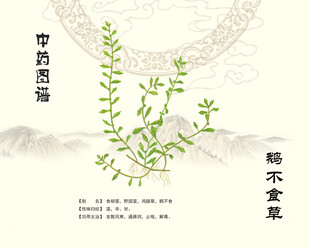 鹅不食草石胡荽