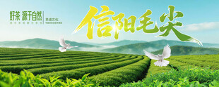 茶园信阳毛尖