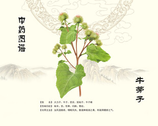 中草药牛蒡子植株图