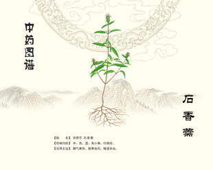 中草药植物荠苎 石香薷 