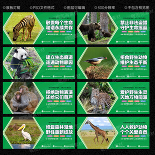 保护野生动物