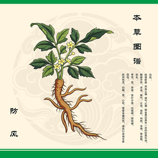 防风植物图示