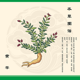 手绘黄芩草药图