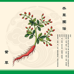 紫草根茎叶细节展示