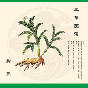本草纲目狗脊插画图