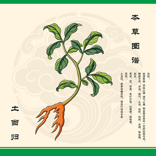 土当归草药图