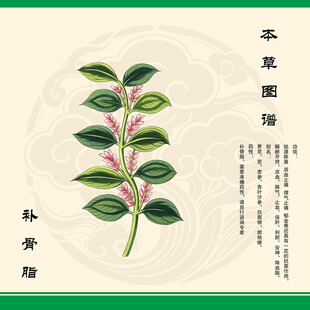 补骨脂手绘草本植物