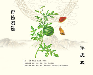 中药翠皮衣