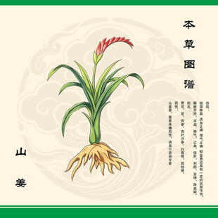 山姜植物图示