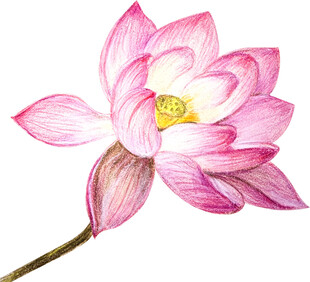 手绘粉色荷花插画免扣素材