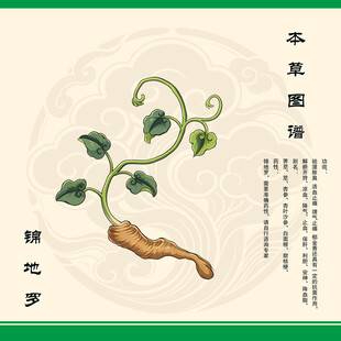 锦地罗草图示
