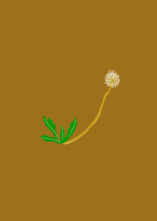 手绘简约黄色蒲公英花朵