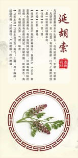 浙八味延胡索中药材展示