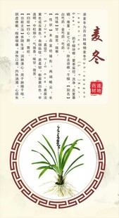 浙八味麦冬海报