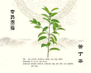 苦丁茶