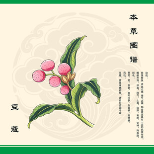 豆蔻本草纲目