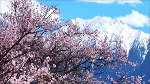 西藏灵芝