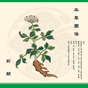 前胡草药插画