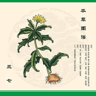 传统草药三七田七金不换