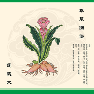 蓬莪术中草药