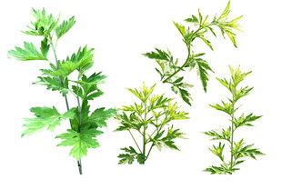 艾草 艾蒿透明素材图植物组合