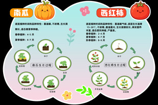 番茄种植生长周期示意图