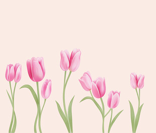 粉色郁金香花卉插画