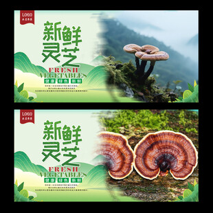灵芝