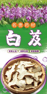白芨