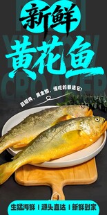 新鲜黄花鱼 