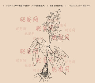 淫羊藿