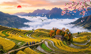 田园风光稻田梯田