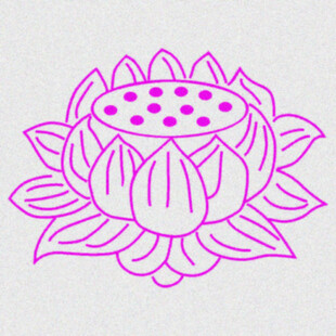 线稿莲花   